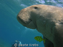 Smiling Dugong right after taking a breath, Canon S70  by Beate Krebs 
